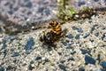 A Bright Yellow and Black dead European wasp being eaten by ants on a sandy concrete ground